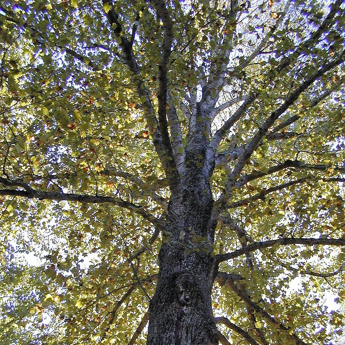 Tree canopy 
