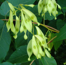 Tree of Heaven Fruit