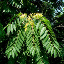 Tree of Heaven Leaves