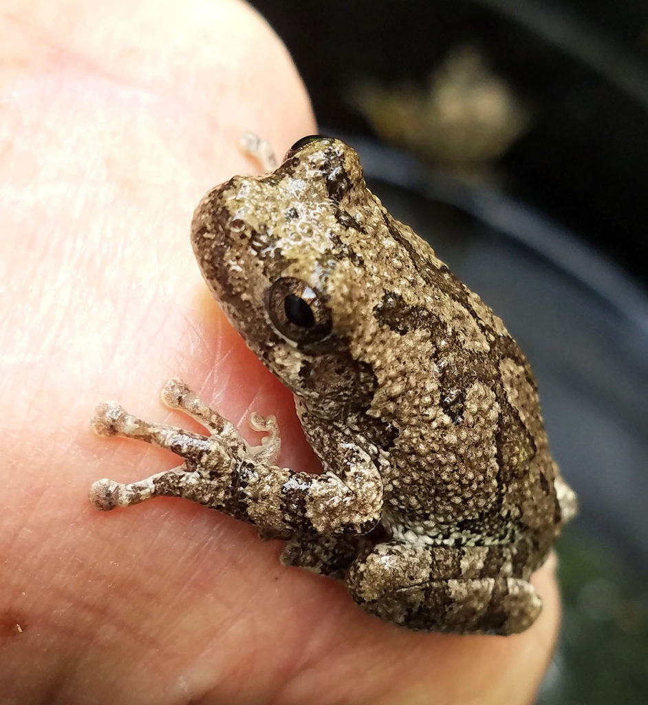 Bales-Copes-gray-treefrog-PS