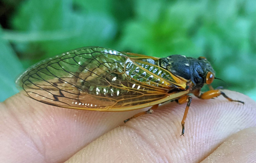 cicada