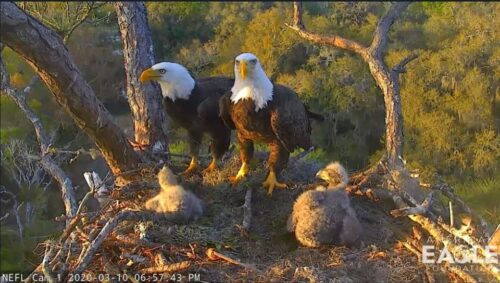 Eagles with Young