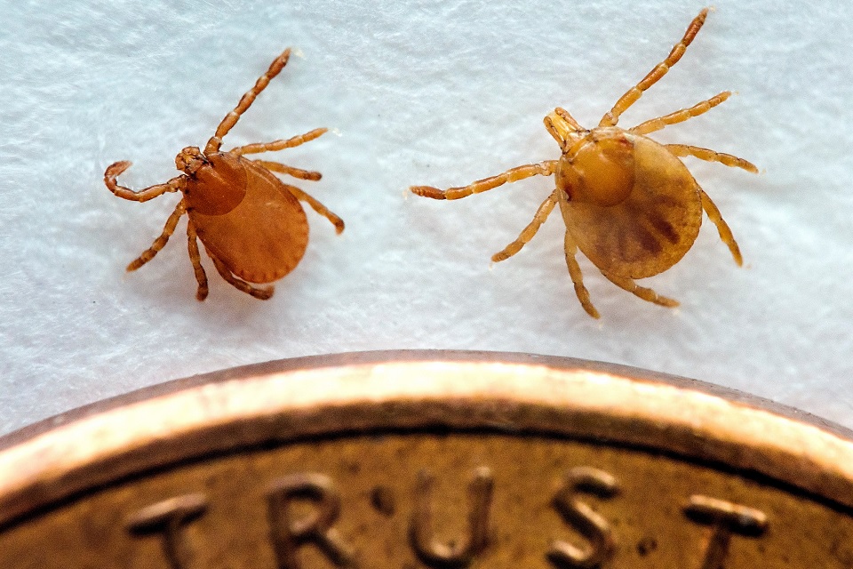 Tick
