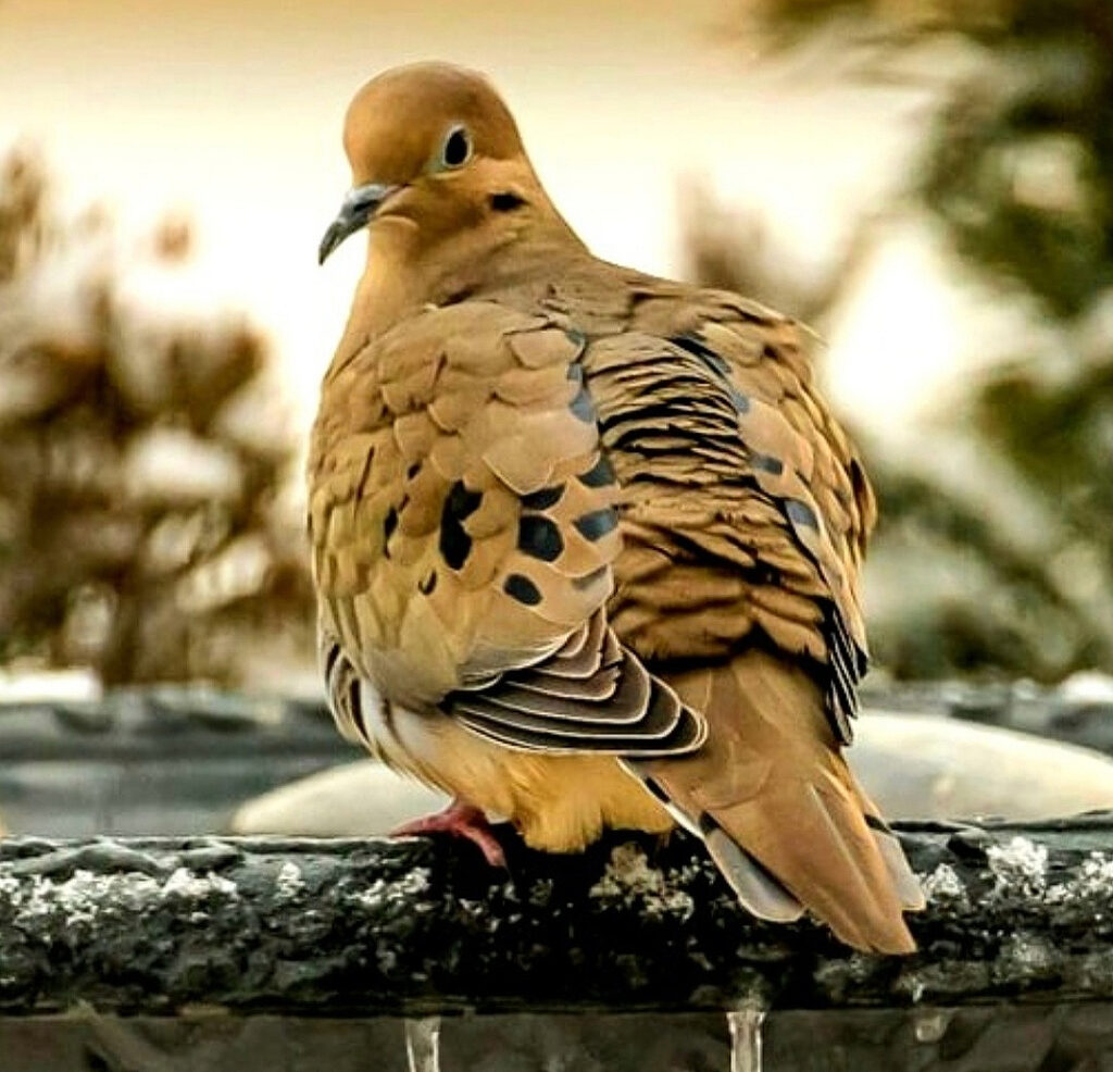 Thompson-Mourning-Dove