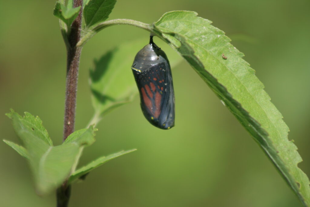 Monarch Clear Crysalid on Milkweed