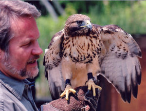Stephen Lyn Bales with Red-tailed Hawk