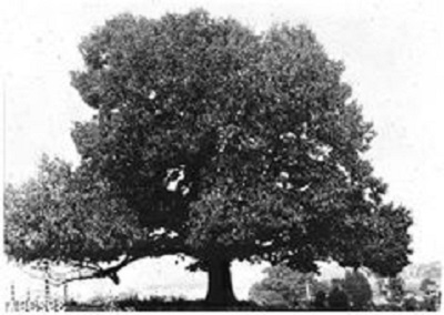 Historical photo of American Chestnut