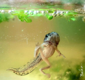 Gray treefrog tadpole with legs
