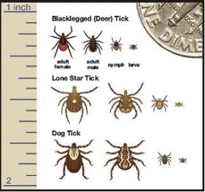 pictures of various ticks