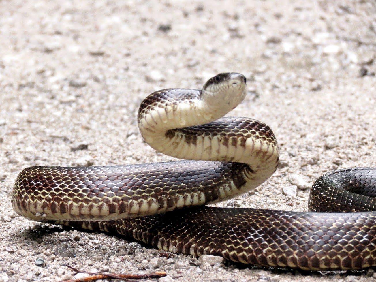 Gray rat snake coiled