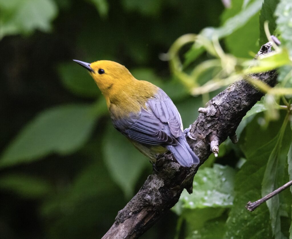  Prothonotary warbler by Betty Thompson. Bird with yellow head and purple body sitting on tree branch.
