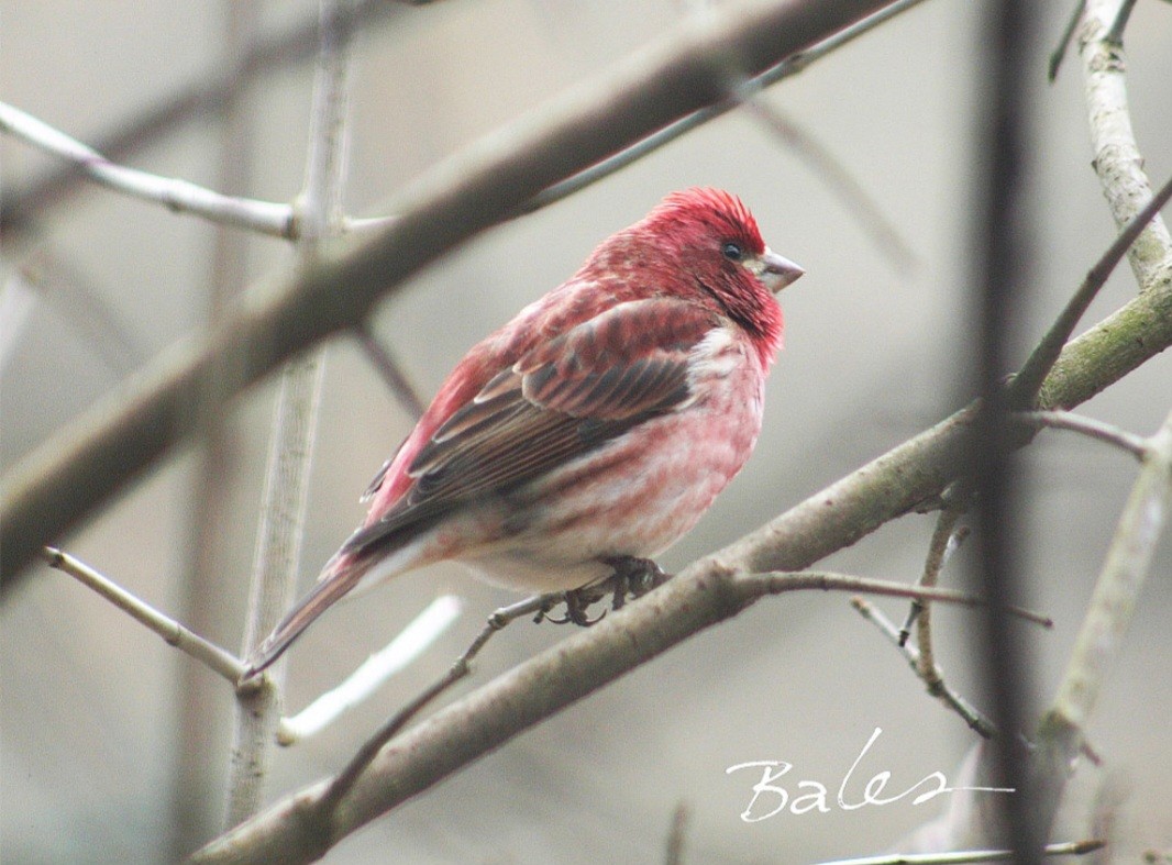 Purple finch sitting on a bare branch in winter.