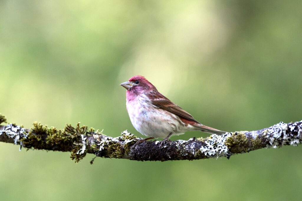 Purple finch on branch
