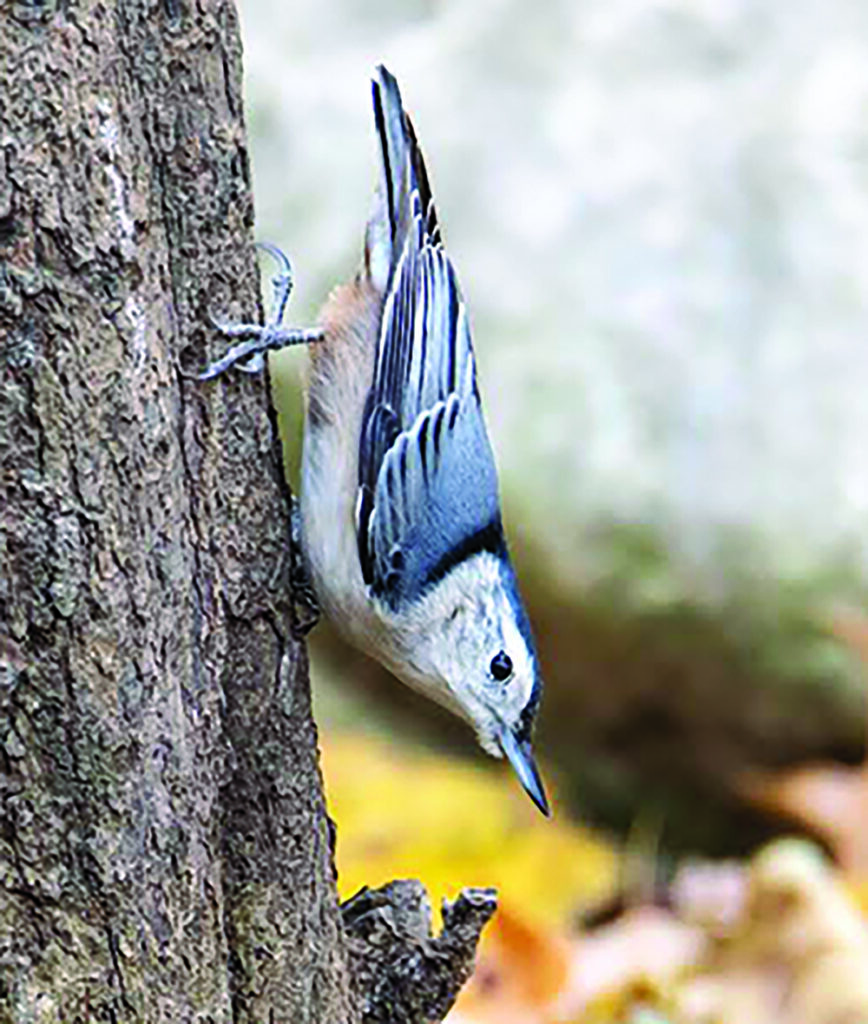 Nuthatch crawls down the trunk of a tree