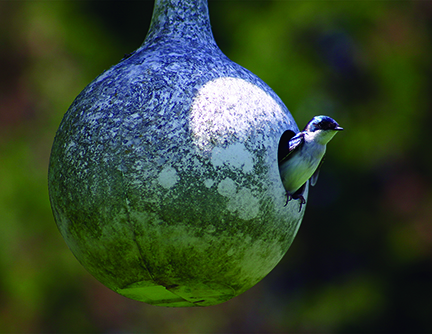 A cliff swallow sitting in the opening hole of its next.