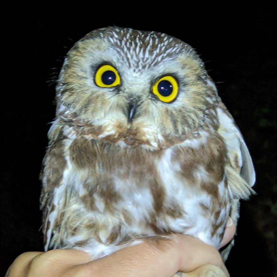 Saw-whet owl perched on hand.