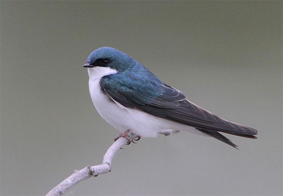 Tree swallow sitting on branch