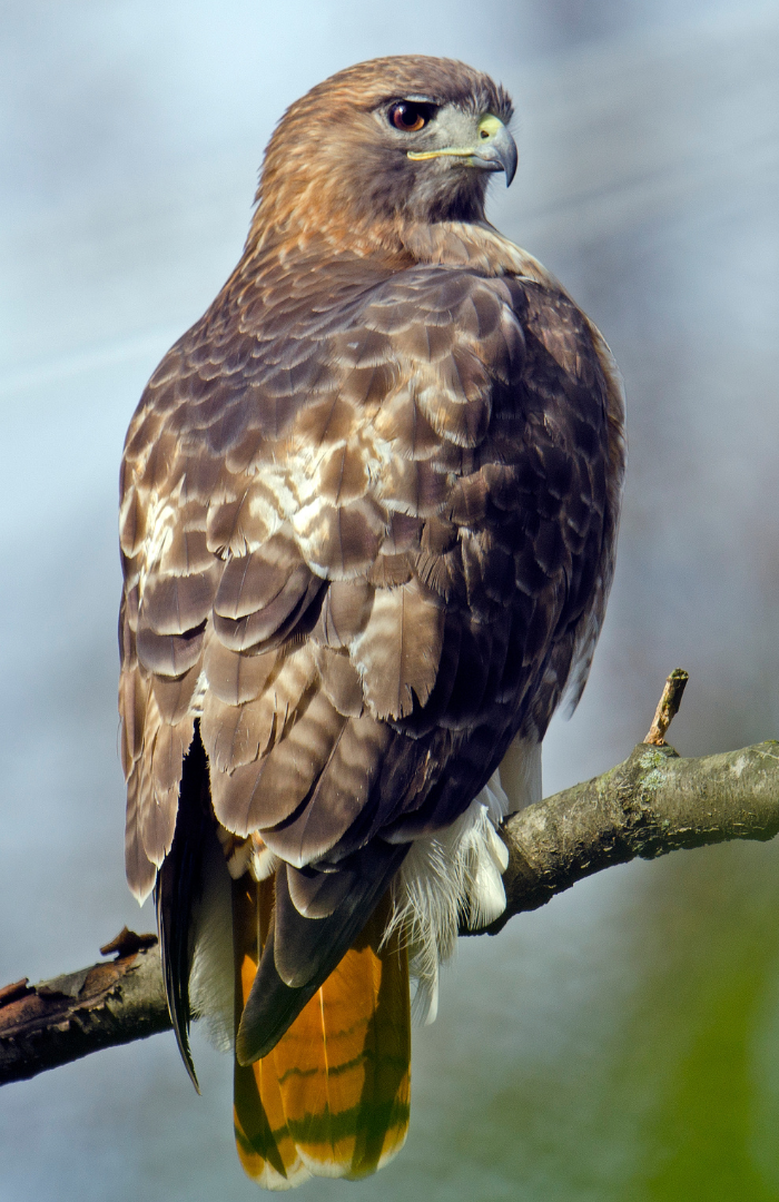 Red-tailed Hawk sitting on branch photo courtesy of University of Minnesota Raptor Center