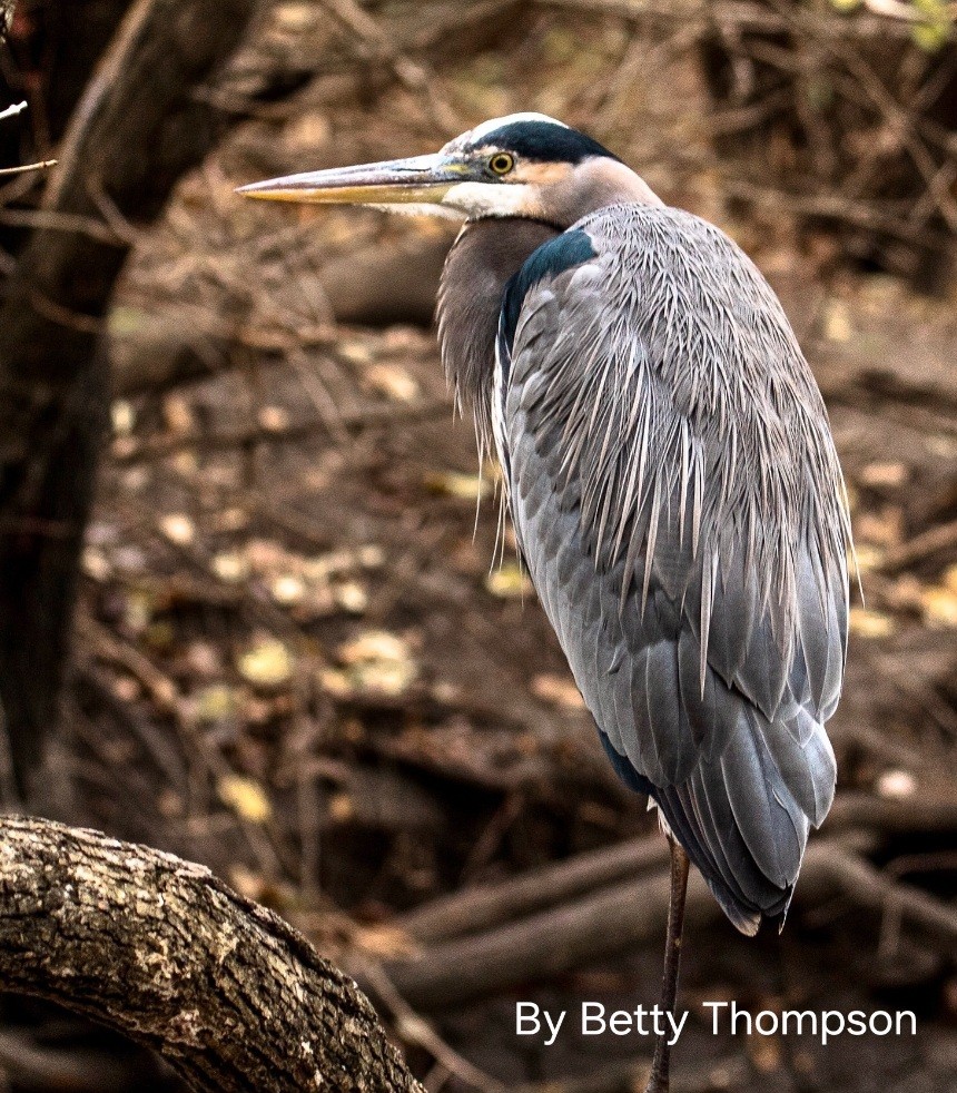 great blue heron sitting on edge of shore. photo by betty thomspon